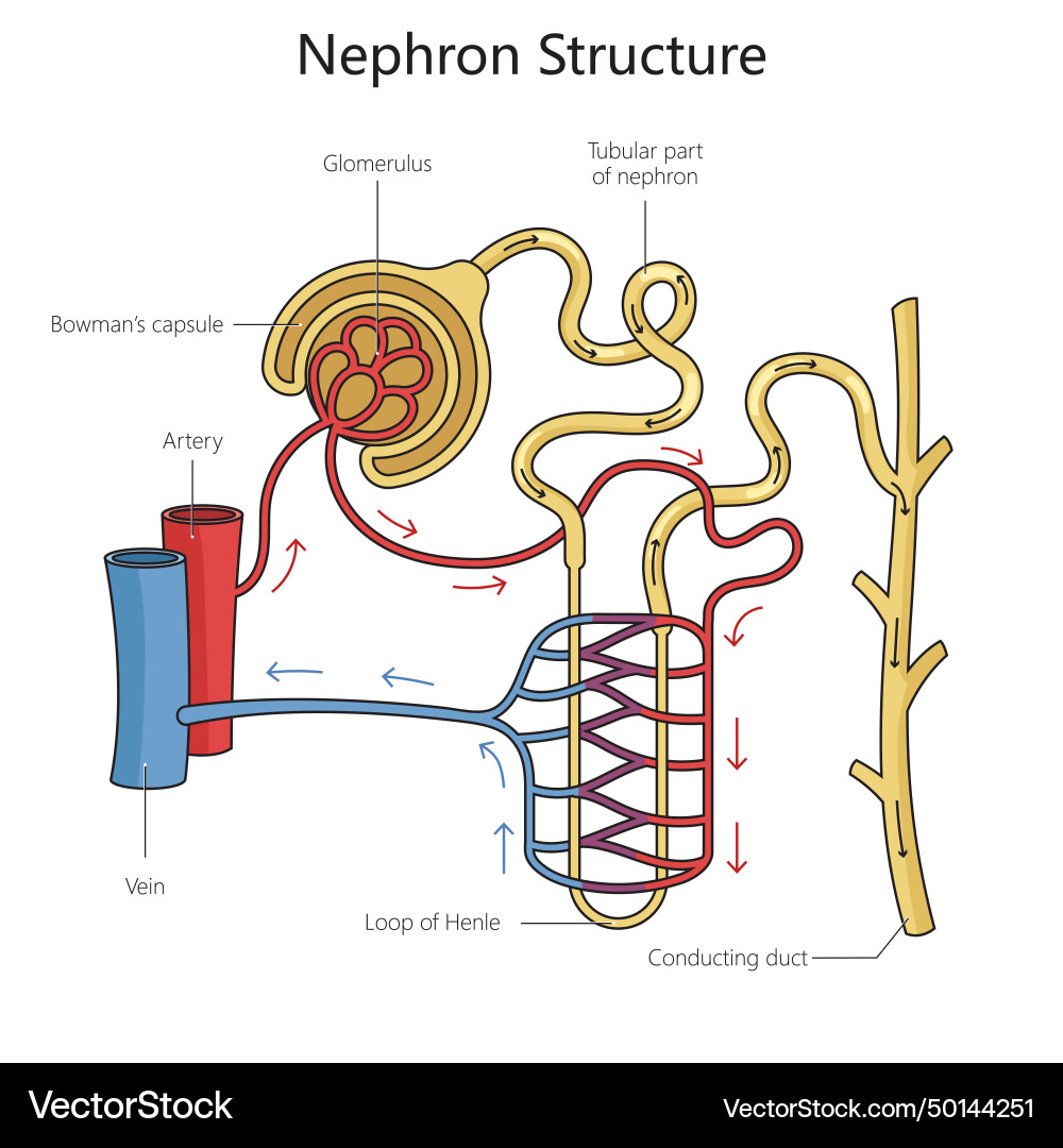 Nephron Anatomy Diagram – Royalty-Free Vector | VectorStock, image size:1000x1080