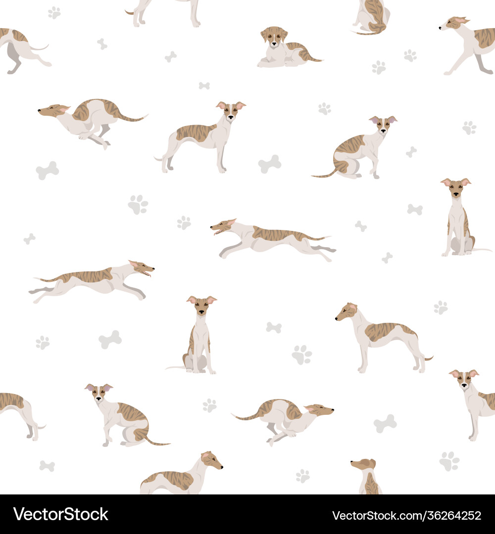 Whippet seamless pattern different poses coat Whippet seamless pattern different poses coat vector image