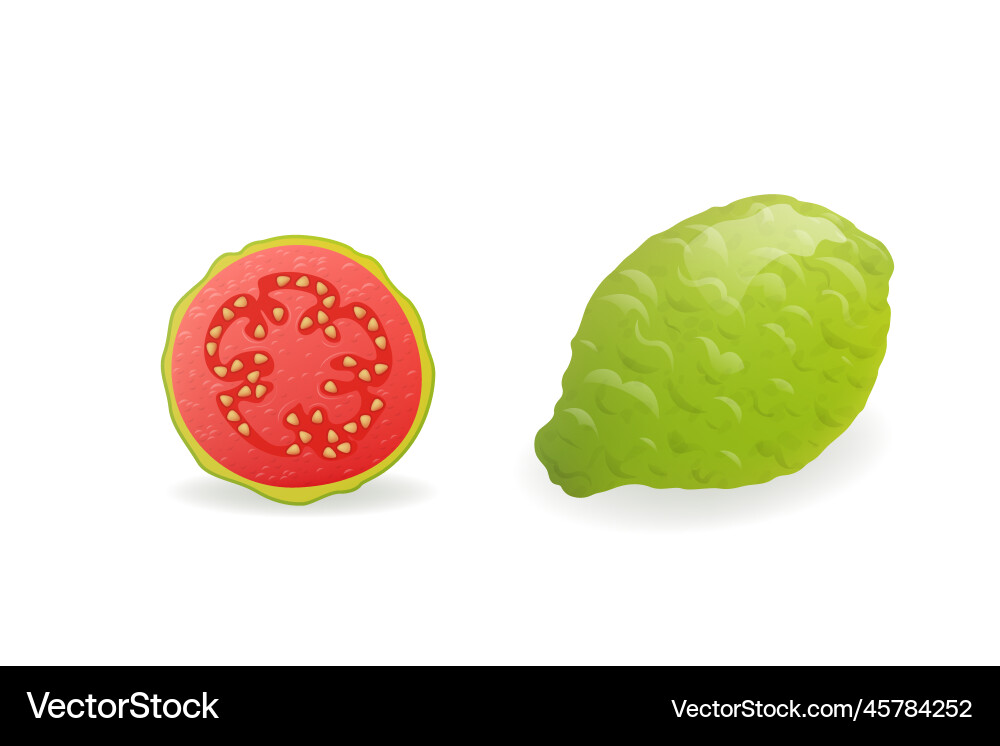 Whole and sliced green guava fruit Whole and sliced green guava fruit vector image