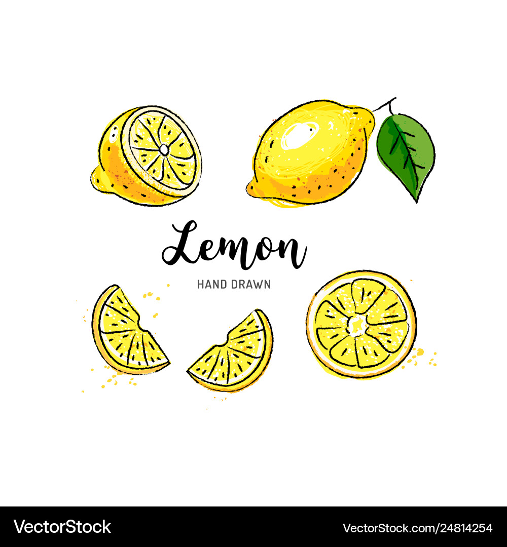 Lemon fruit drawing watercolor lemons on a white Lemon fruit drawing watercolor lemons on a white vector image