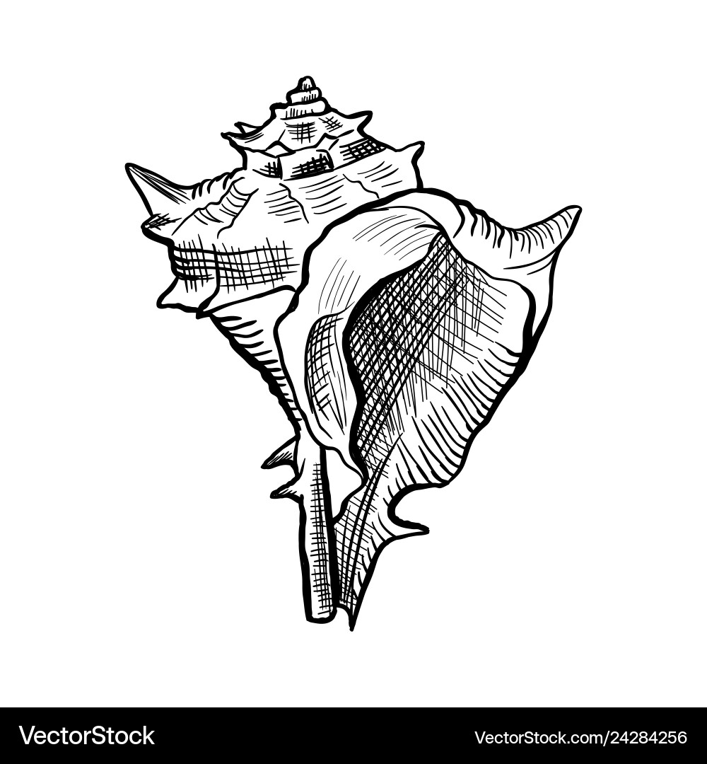 Angular Murex Conch Sketch vector image