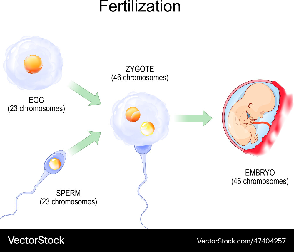 Fertilization Process: Egg and Sperm Fusion – Royalty-Free Vector |  VectorStock, image size:1000x858