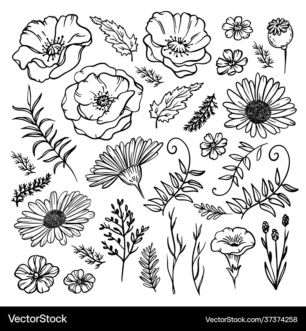 Wildflower sketch floral clip art Wildflower sketch floral clip art vector image