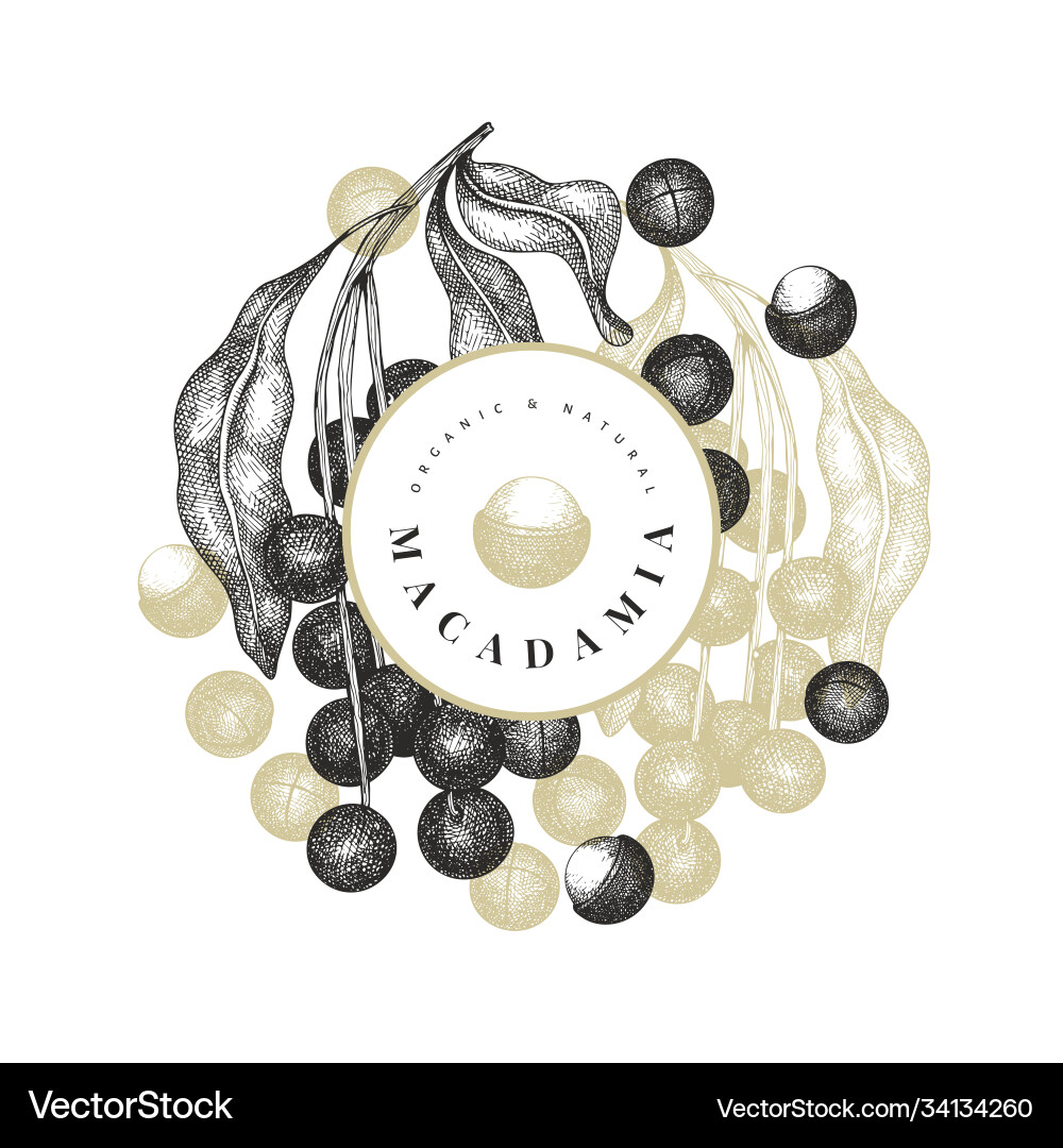 Hand drawn macadamia branch and kernels design Hand drawn macadamia branch and kernels design vector image