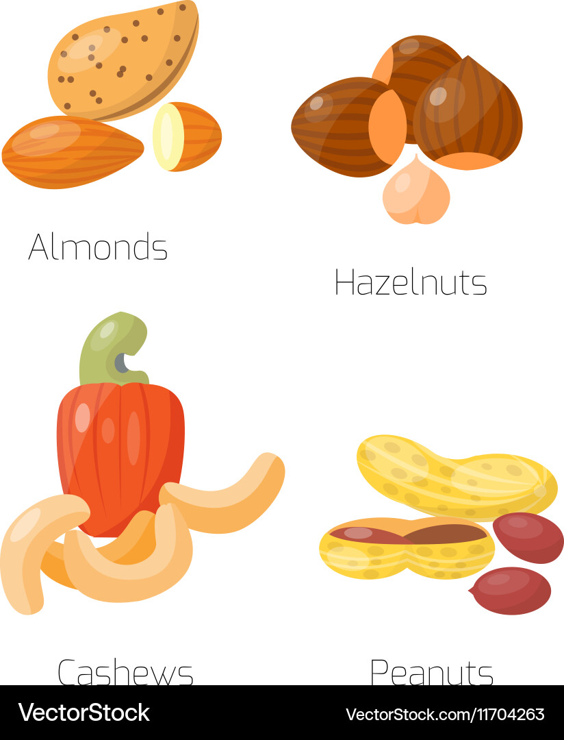 Different nuts set Vector Image