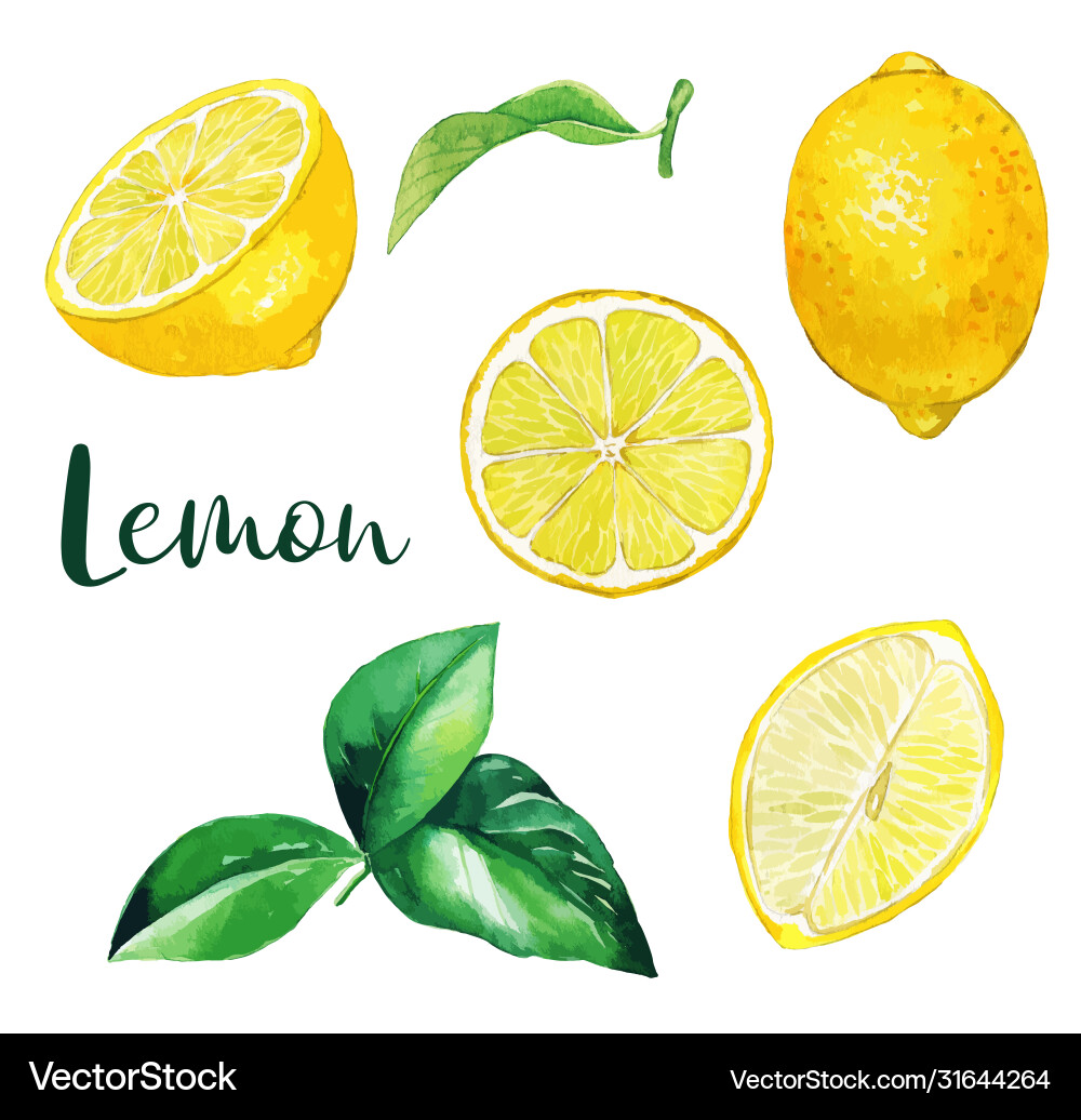 Yellow lemon fruits and leaves watercolor fruit vector image