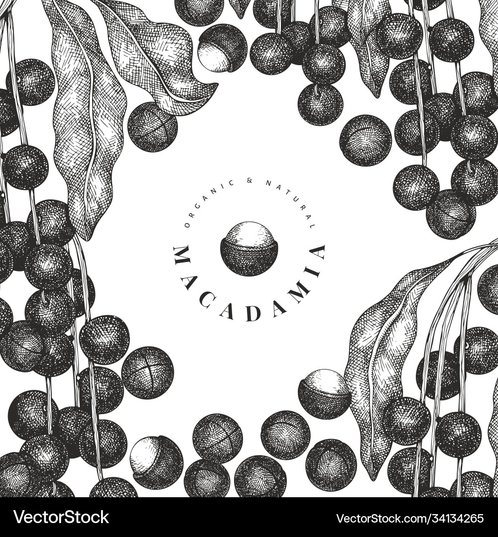 Hand drawn macadamia branch and kernels design Hand drawn macadamia branch and kernels design vector image