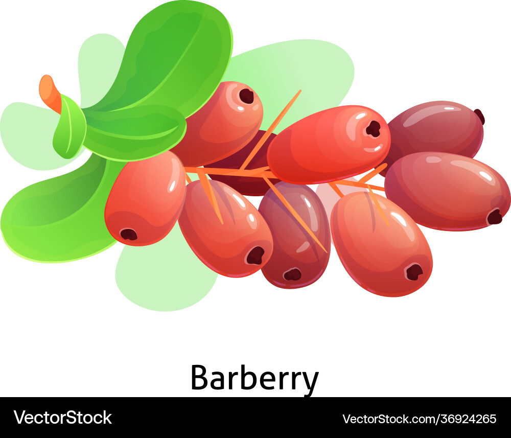 Ripe rote Beeren Bündel Barbeere mit Stiel und Blatt Ripe rote Beeren Bündel Barbeere mit Stiel und Blatt vektorbild