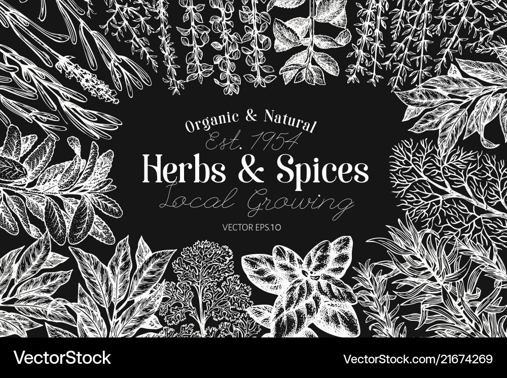 Culinary herbs and spices banner template Culinary herbs and spices banner template vector image