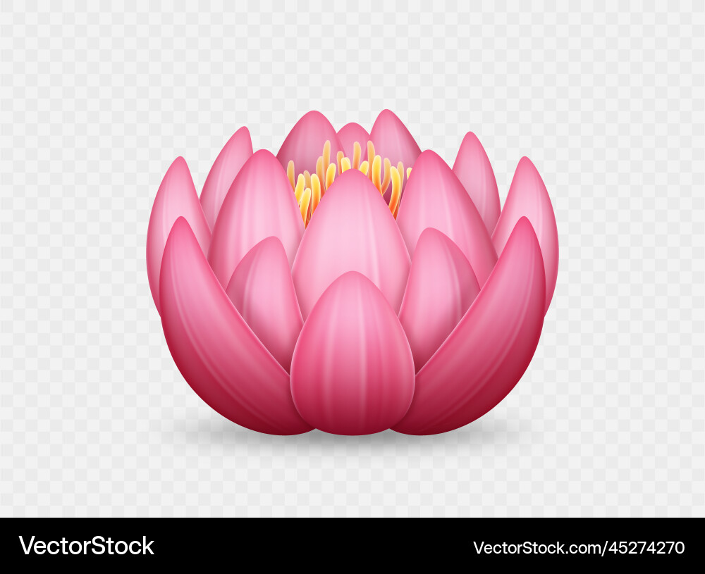 Realistic pink lotus flower beautiful water lily Realistic pink lotus flower beautiful water lily vector image