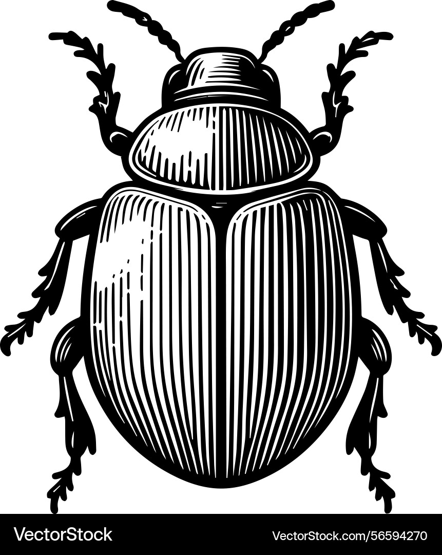 Simple icon of a colombian leaf beetle logo Vector Image