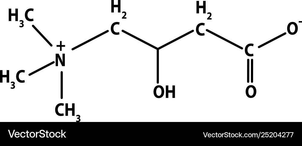 Vitamin b11 l-Carnitinmolekularchemikalien Vitamin b11 l-Carnitinmolekularchemikalien vektorbild