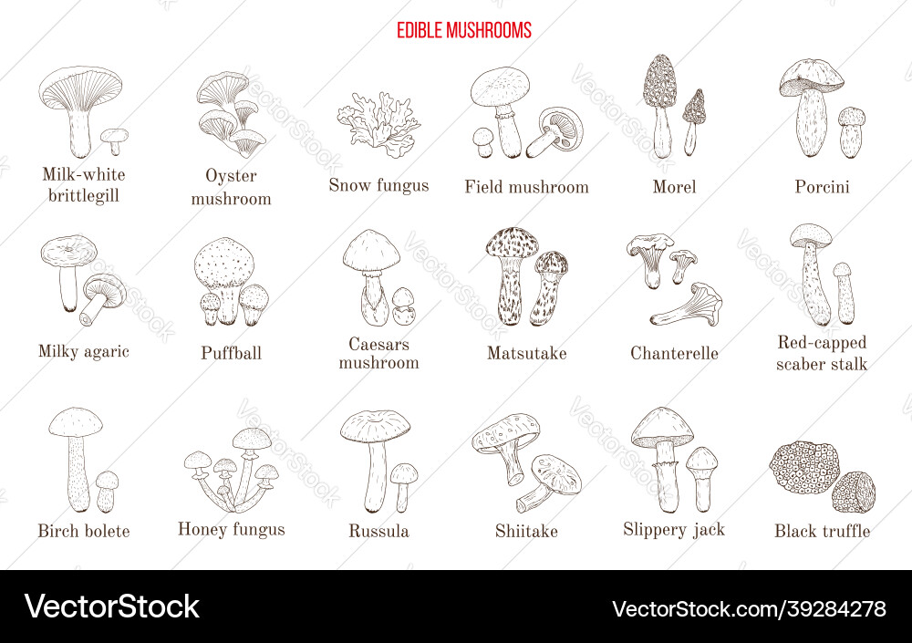 Collection of hand drawn edible mushrooms Collection of hand drawn edible mushrooms vector image