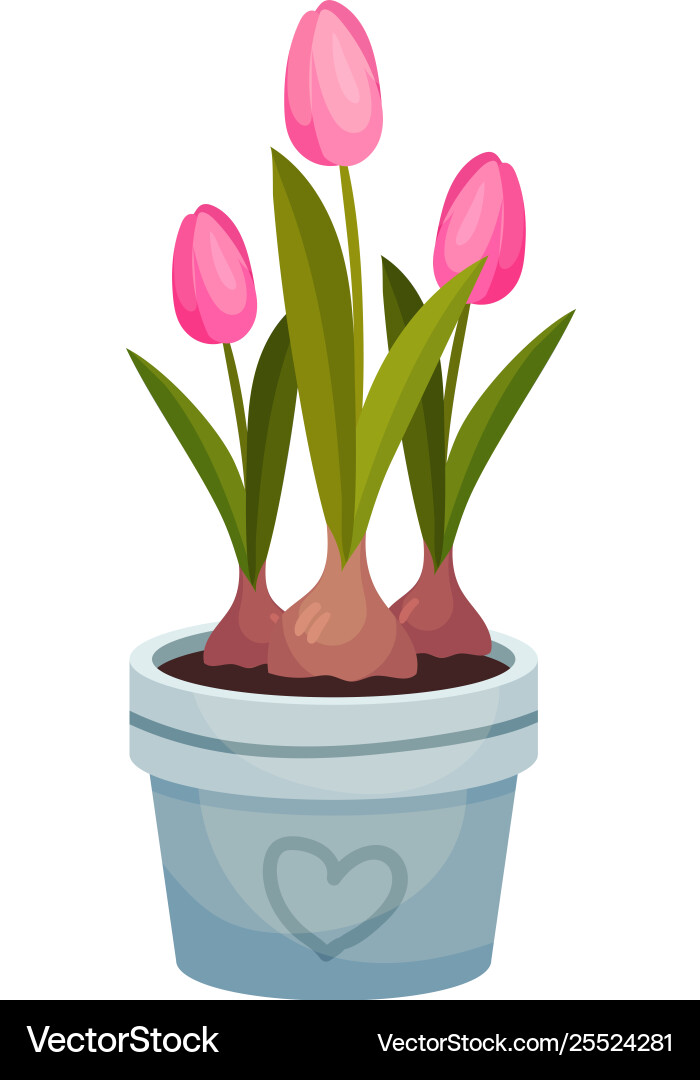 Three pink tulips grow in a blue pot image Three pink tulips grow in a blue pot image vector image