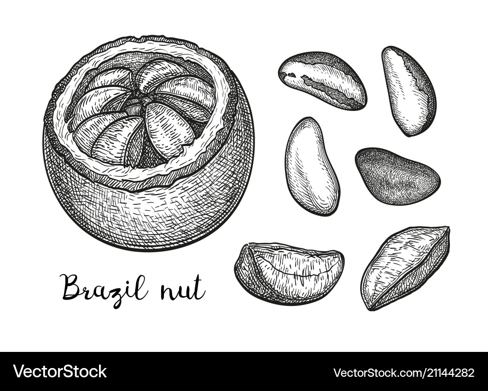 Hand Drawn Brazil Nut Sketch Vector Image
