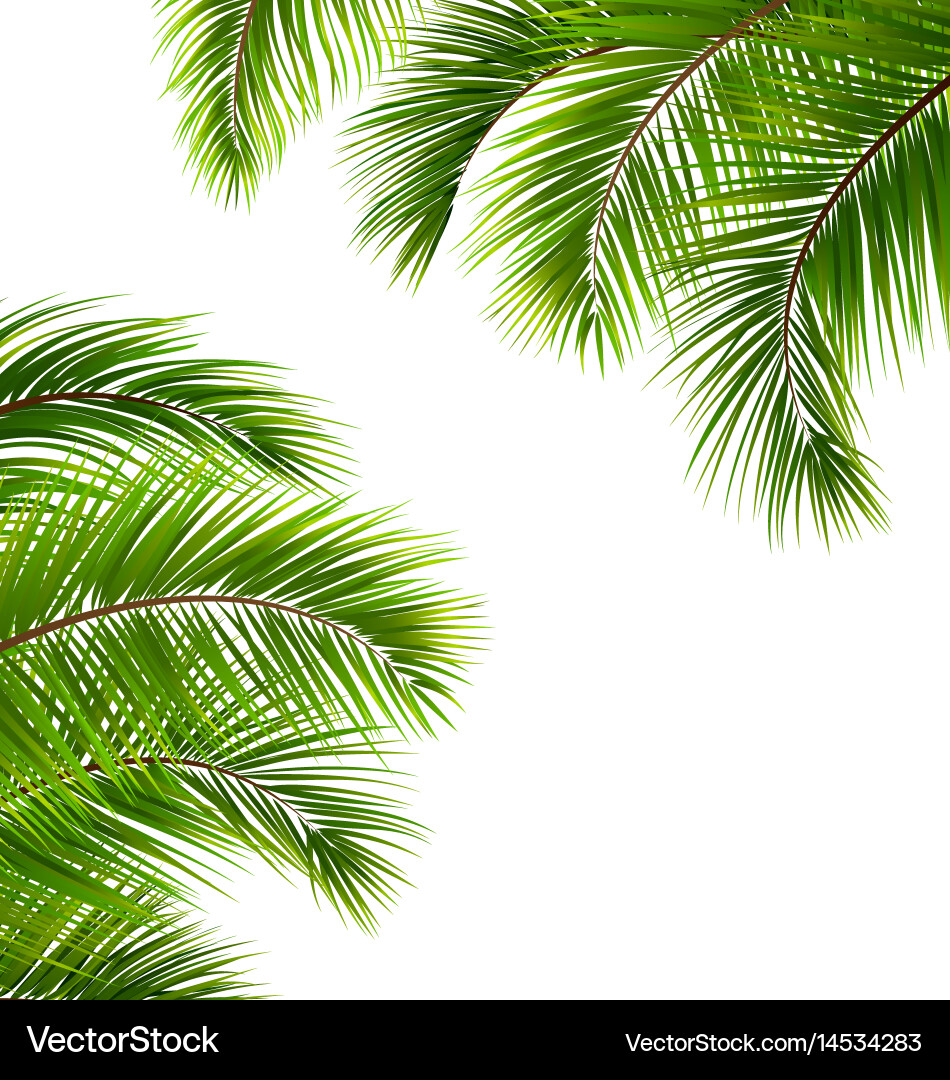 Palm Leaves Frame vector image