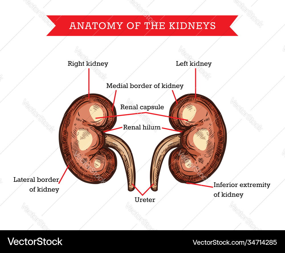 Kidney structure. Витамины для детей kidney. Medulla kidney. Hilum. Kidneys перевод на русский.