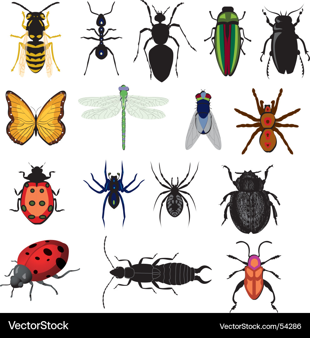 Bunte Insektensammlung Vektorbild