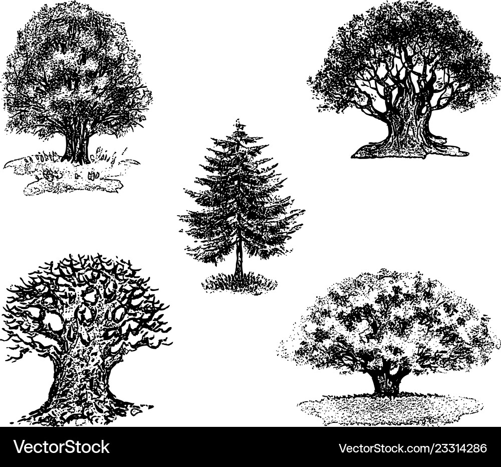 Drawings of different trees Drawings of different trees vector image