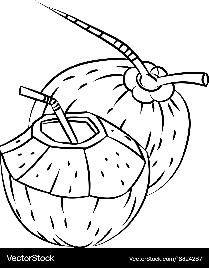Line drawing of coconuts -simple Vector Image