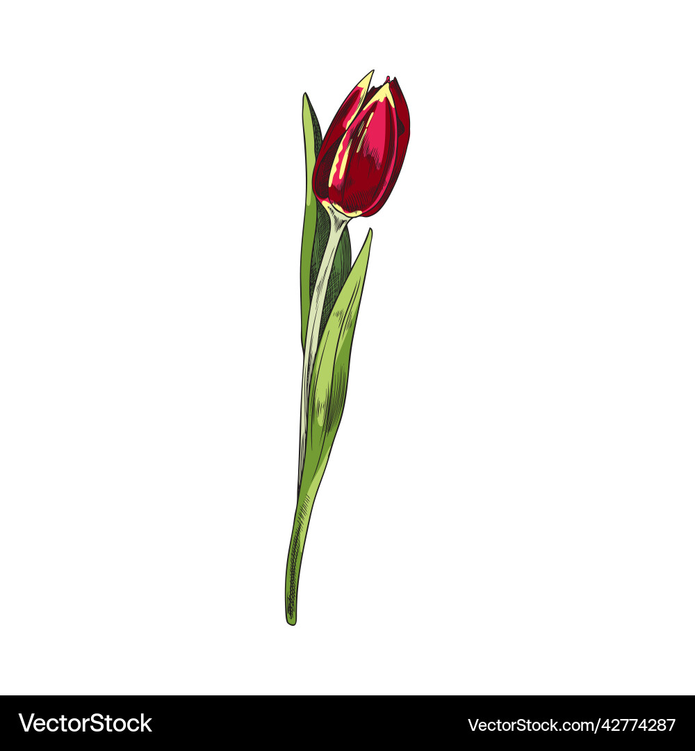 Tulpenblume mit grünen Blättern auf Stammhand gezogen Tulpenblume mit grünen Blättern auf Stammhand gezogen vektorbild