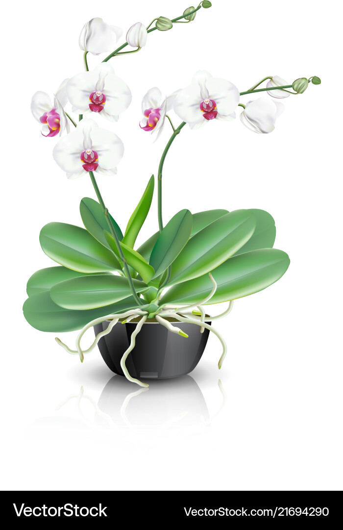 Elegante weiße Phalaenopsis Orchidee vektorbild
