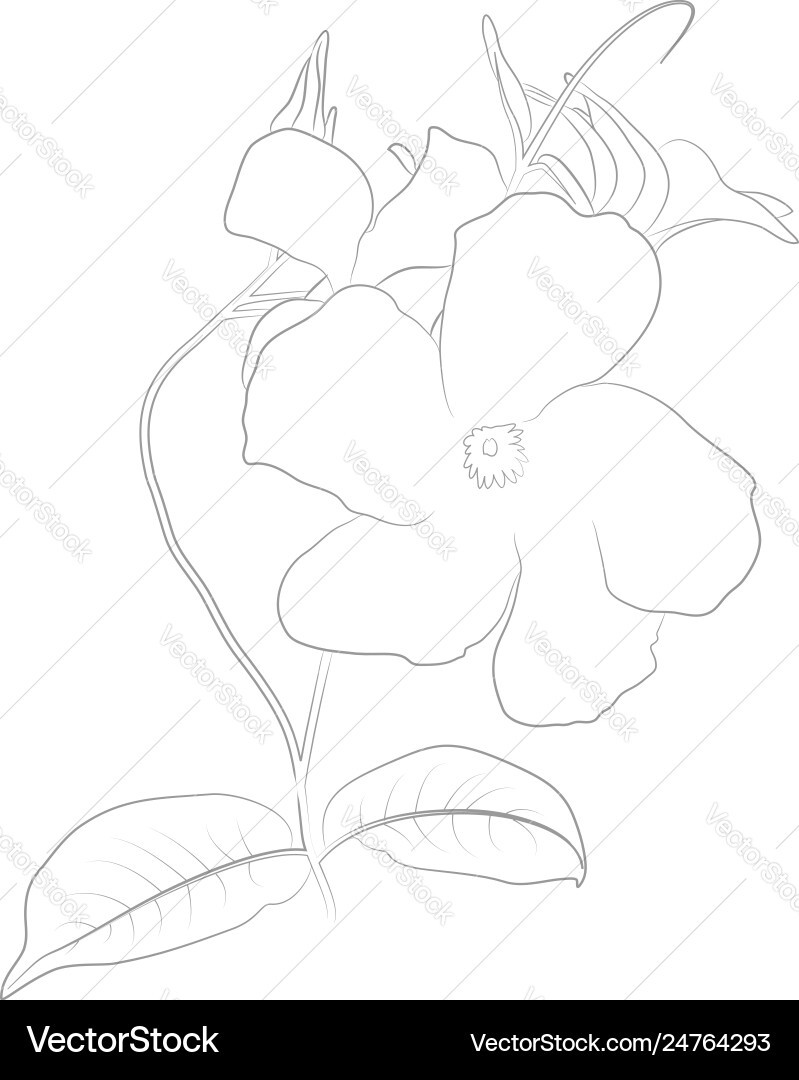 Contour mandevilla sanden Contour mandevilla sanden vector image