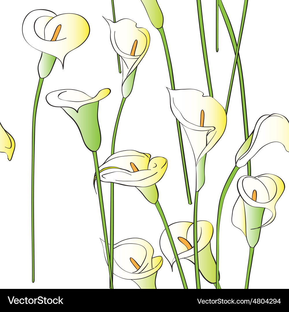 Elegant Calla Lily Pattern vector image