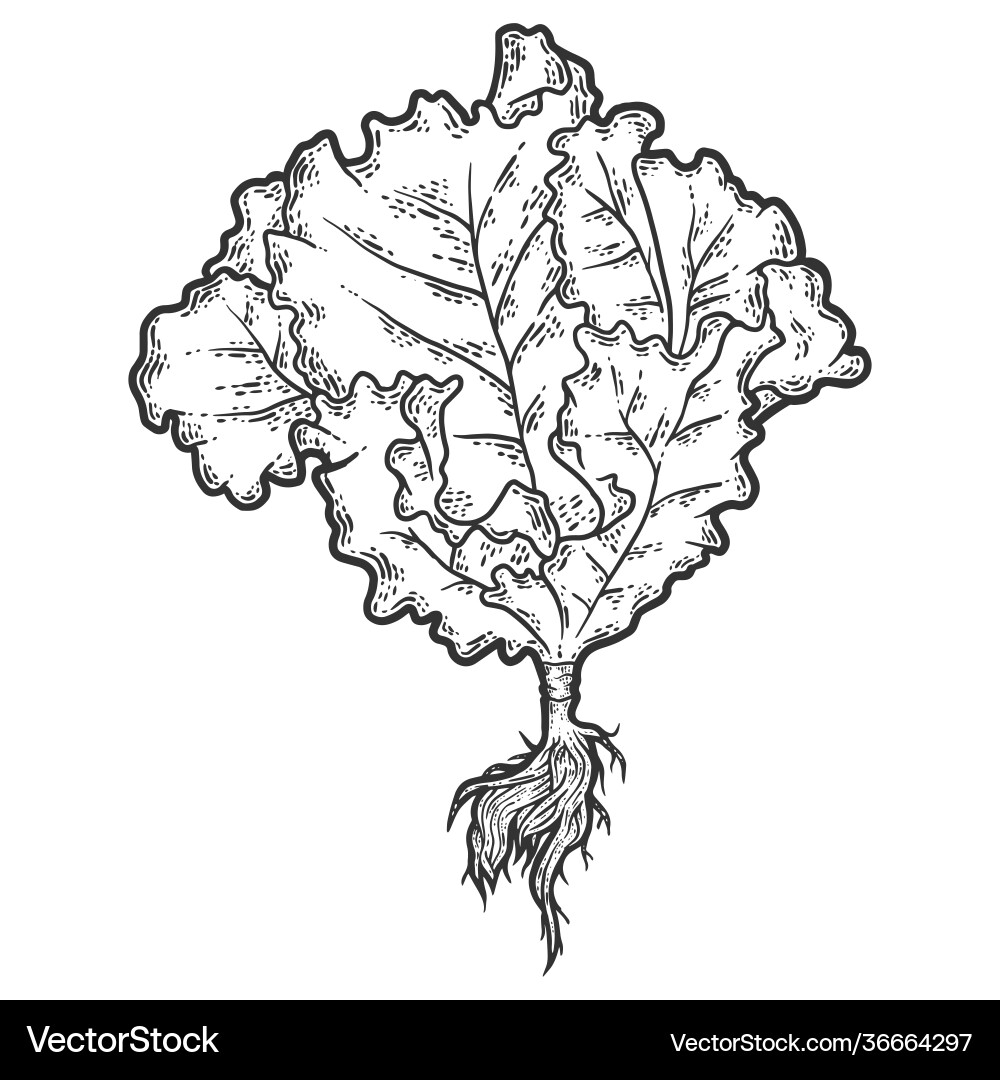 Lettuce full length with root sketch scratch Lettuce full length with root sketch scratch vector image