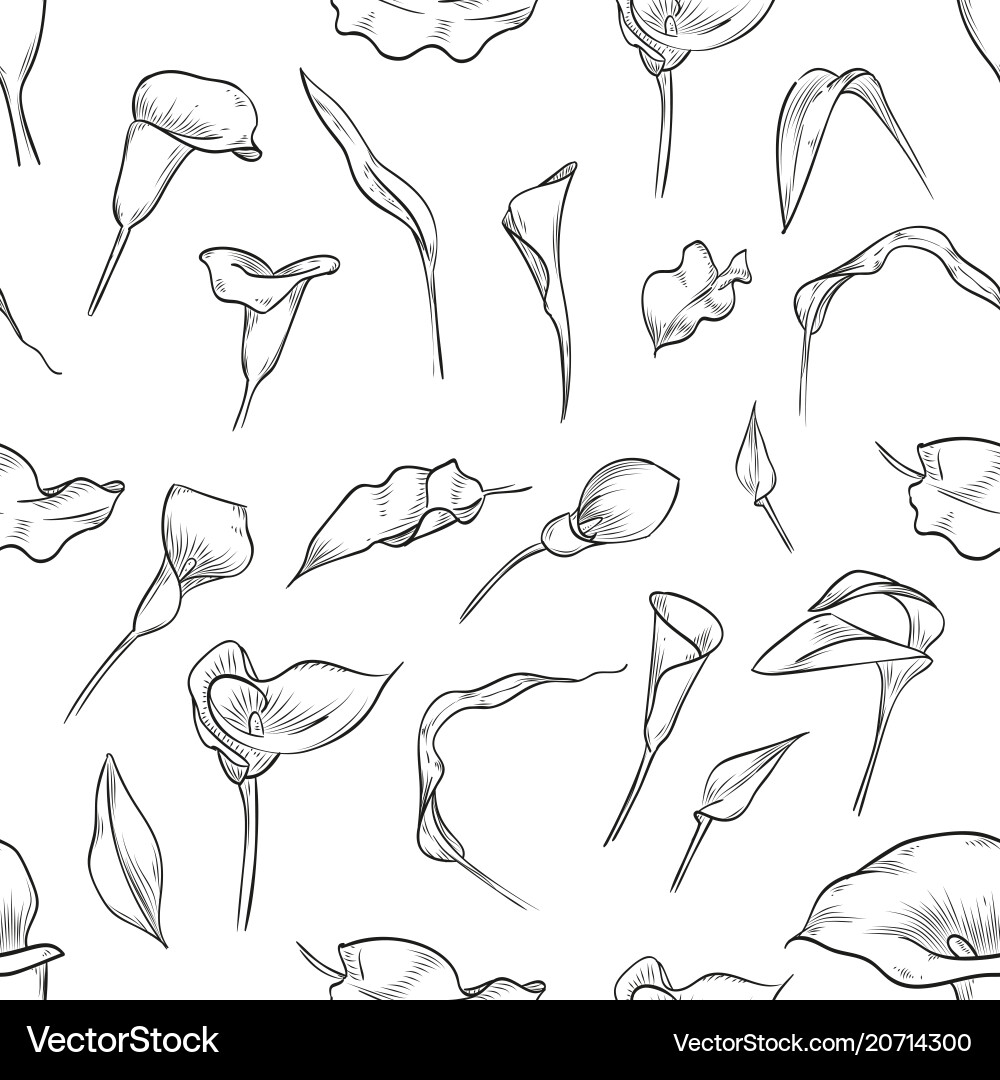 Calla Lily Seamless Pattern vector image