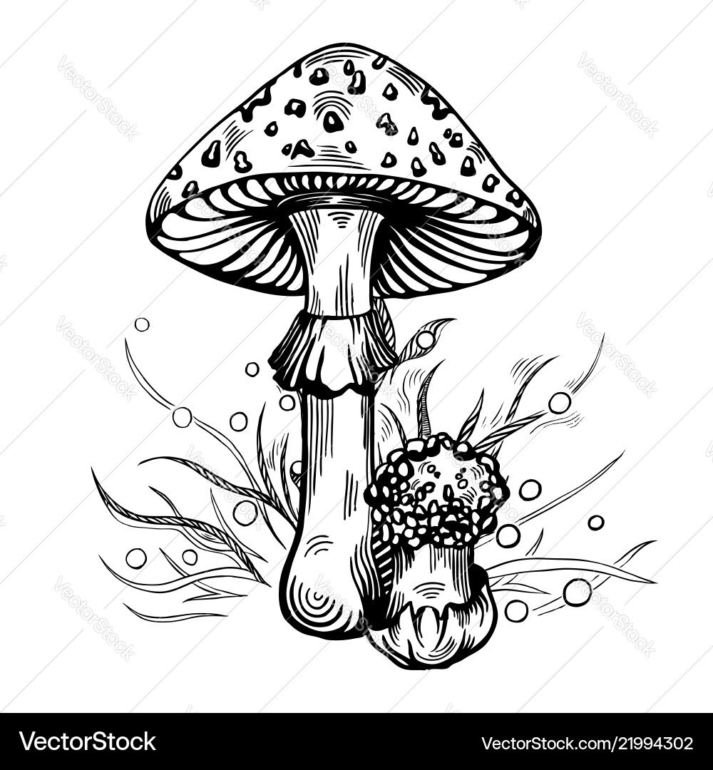 Fly agaric mushroom Royalty Free Vector Image - VectorStock