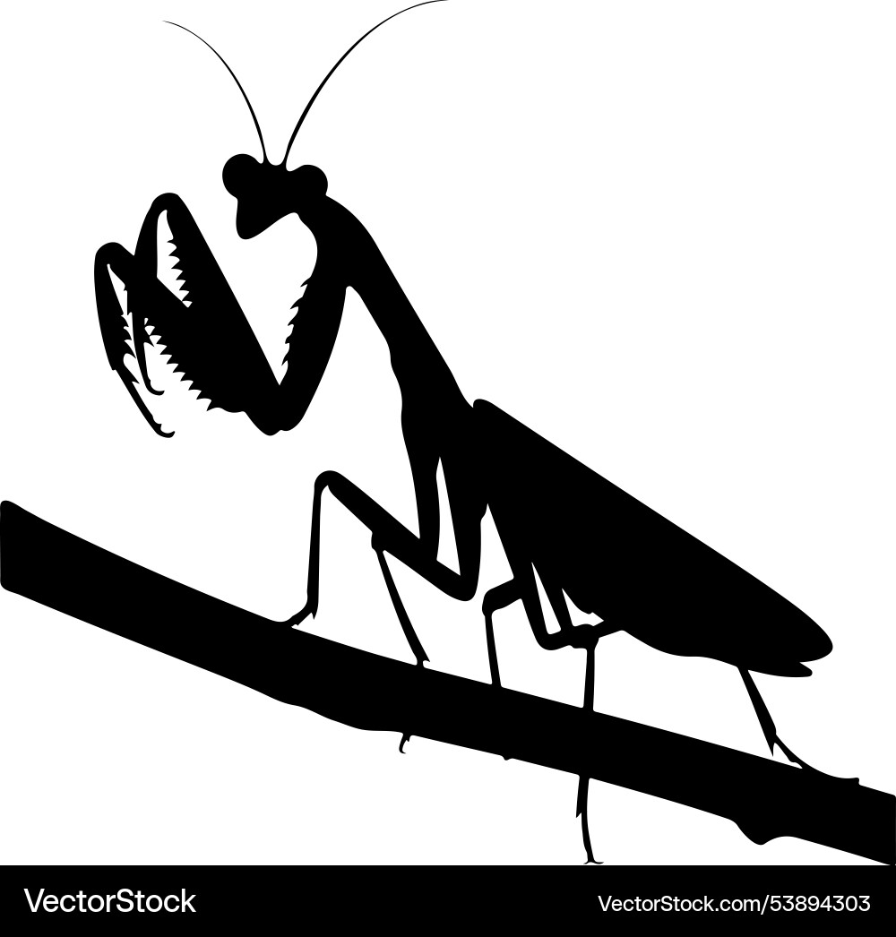Mantis icon art Royalty Free Vector Image - VectorStock