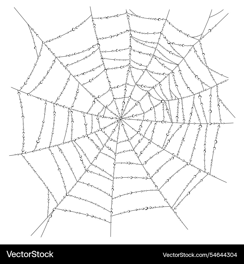Linear drawing of spider web with dew droplets Linear drawing of spider web with dew droplets vector image