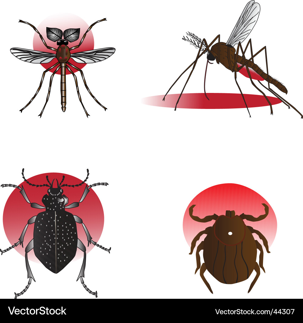 Insect elements Royalty Free Vector Image - VectorStock