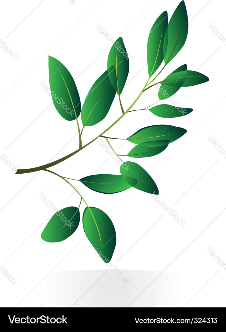 Tree branch Vector Image