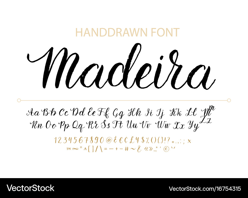 Elegant Brush Script Font - Calligraphy Style vector image