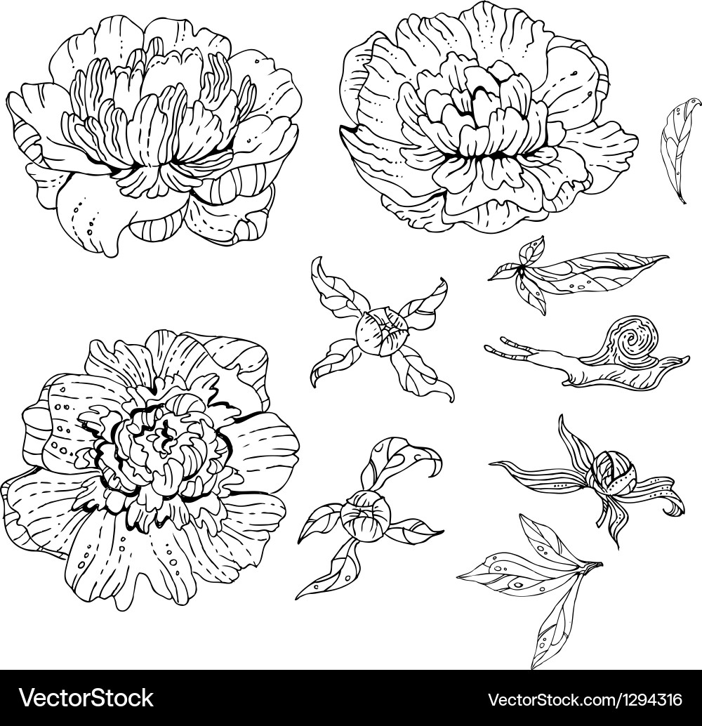 Set of doodle flowers vector image