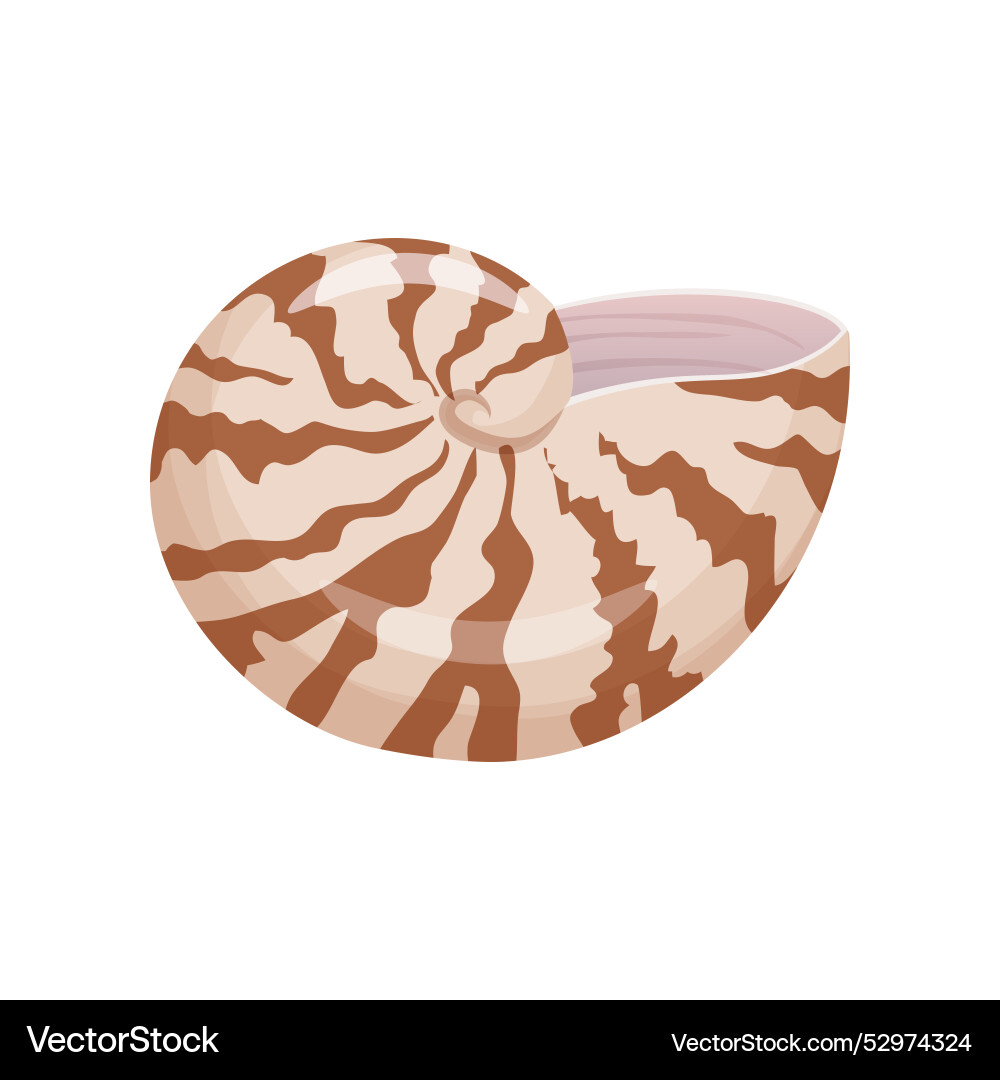 A spiral seashell Royalty Free Vector Image - VectorStock