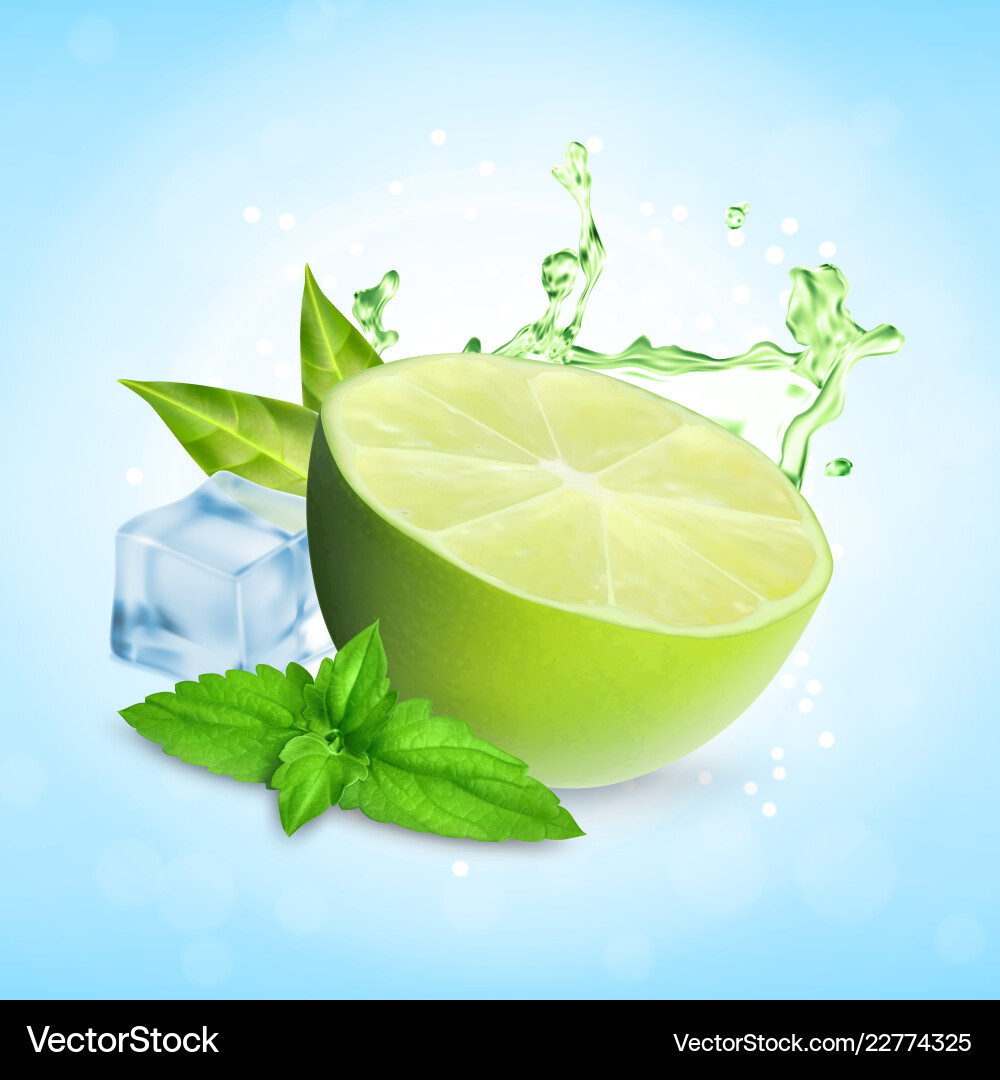 Fresh lime with mint Vector Image