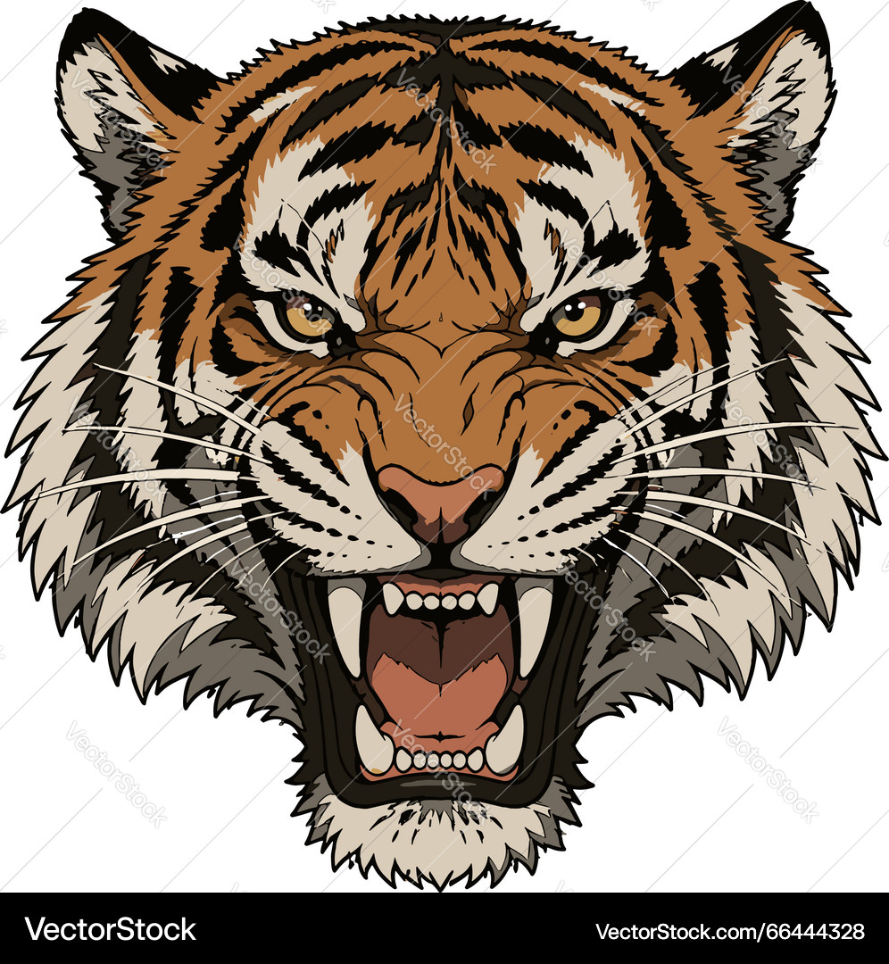 Tooth Drawing.pdf Fierce tiger roaring with bared teeth β Royalty-Free Vector | VectorStock