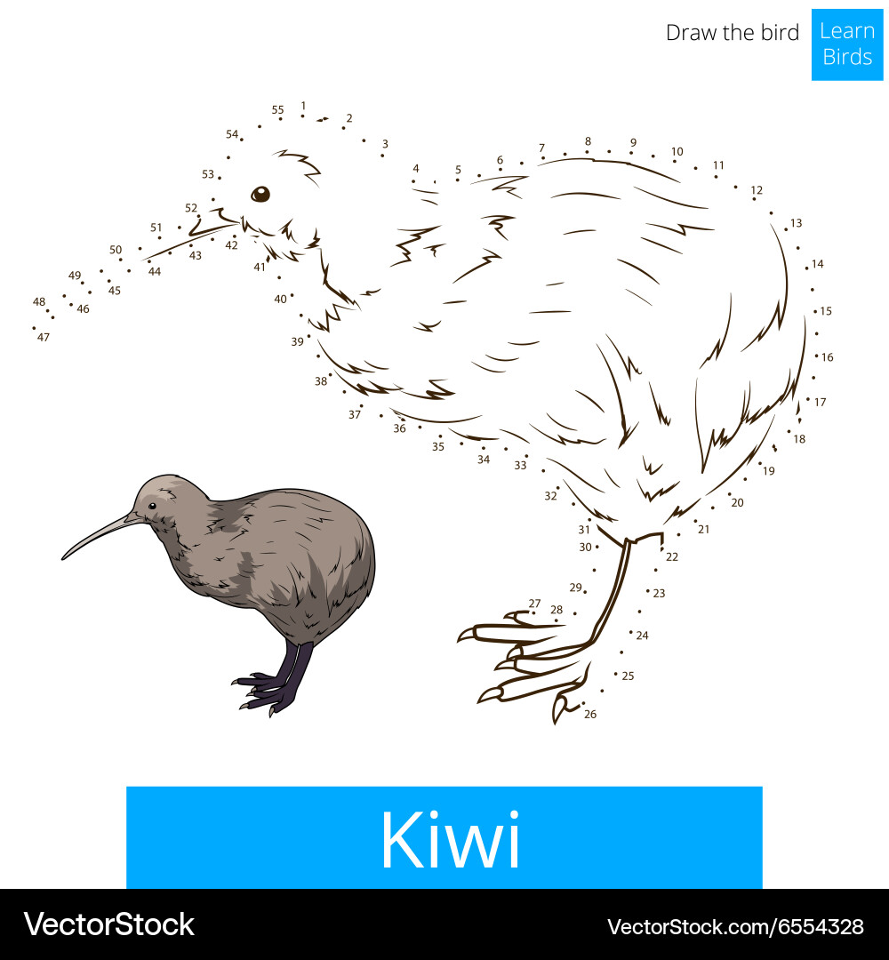 Kiwi bird learn to draw vector image