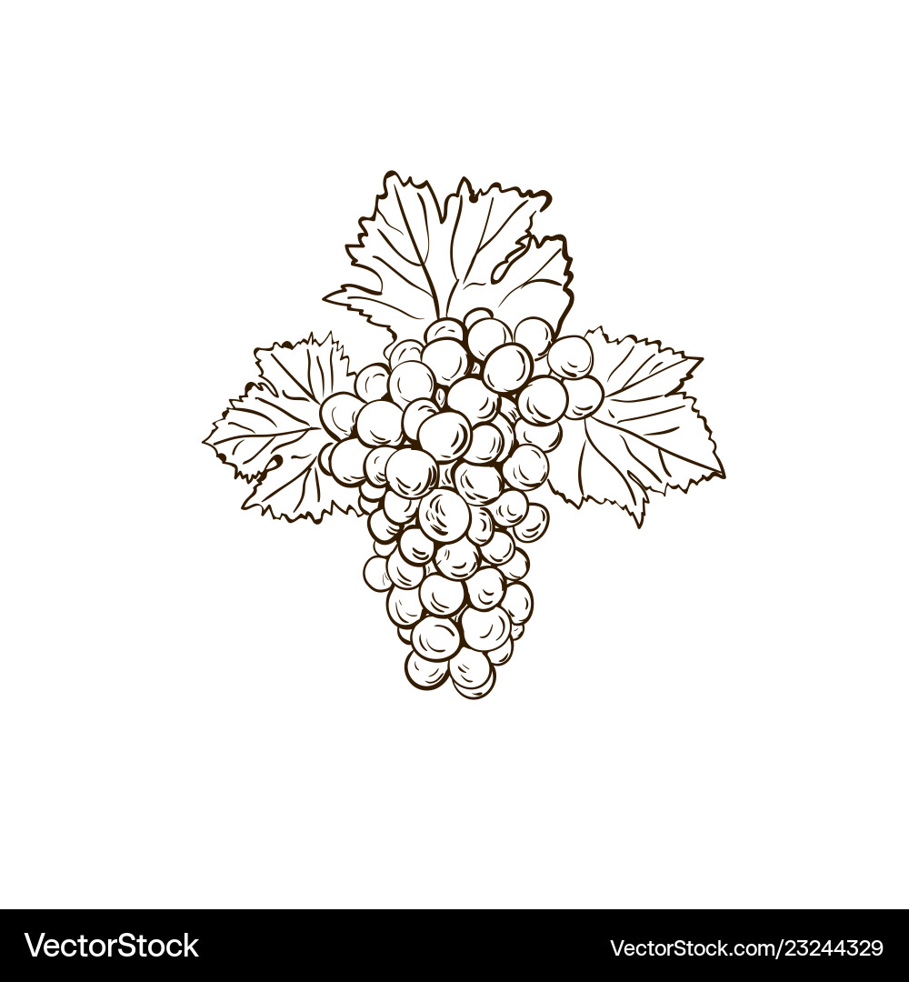 Grape branch sketch with leaves Grape branch sketch with leaves vector image