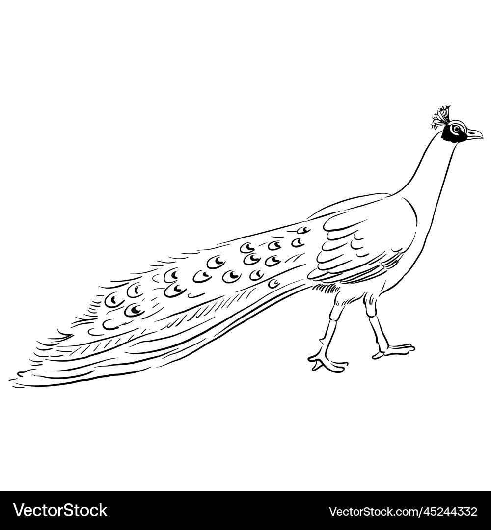 Drawing bird peacock Royalty Free Vector Image