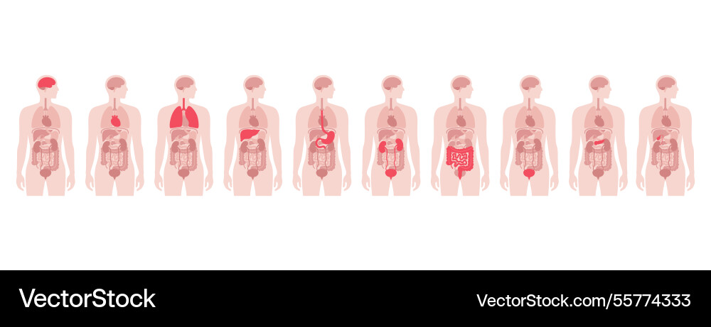 Human internal organs Human internal organs Vector Image