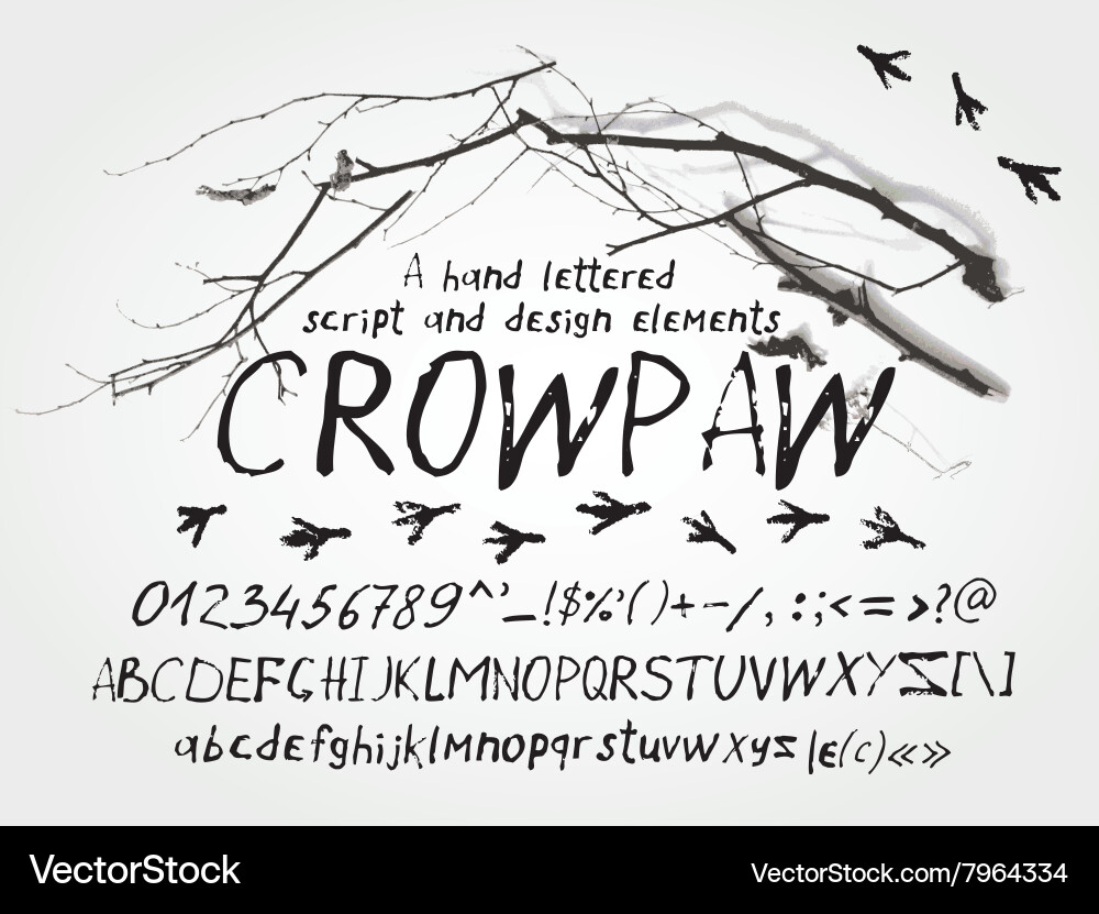 Hand script letters typeface and symbols vector image