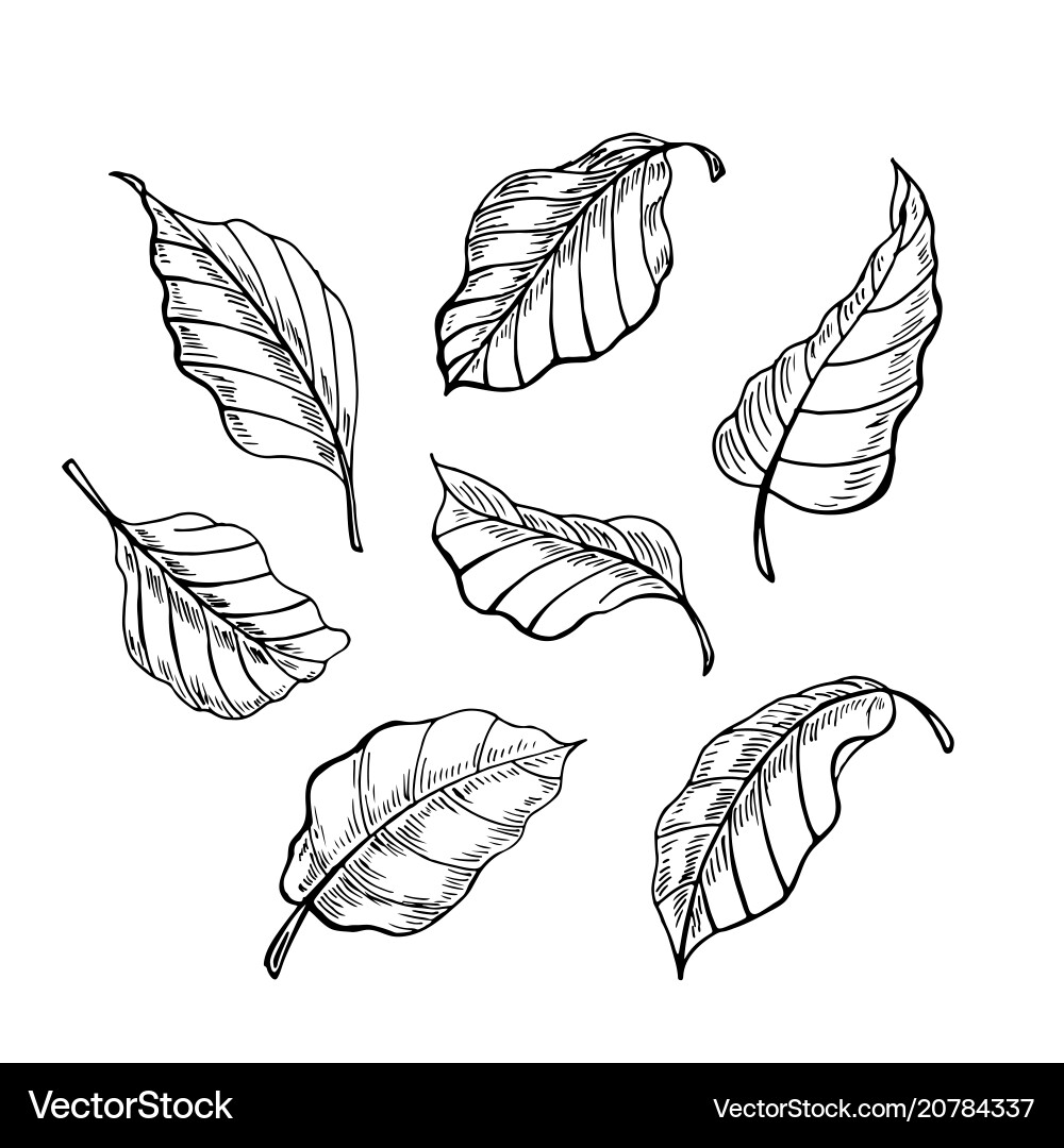 Leaves of the sketch set hand drawn Leaves of the sketch set hand drawn vector image