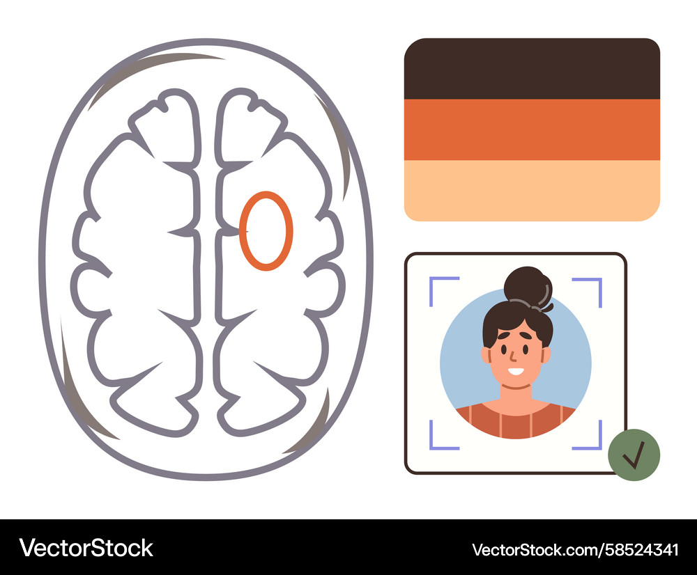 Brain Scan with Highlighted Area Vector Image