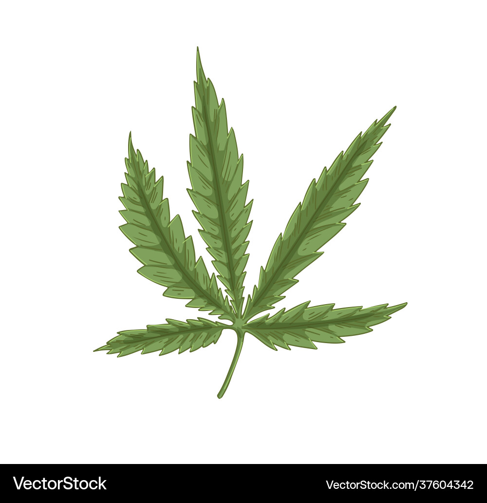 Blatt Cannabispflanze Blätter Marihuana Blatt Cannabispflanze Blätter Marihuana vektorbild