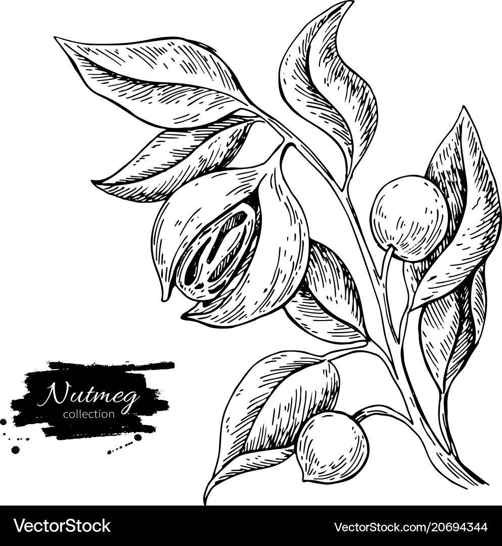 Nutmeg Branch Botanical Sketch Vector Image