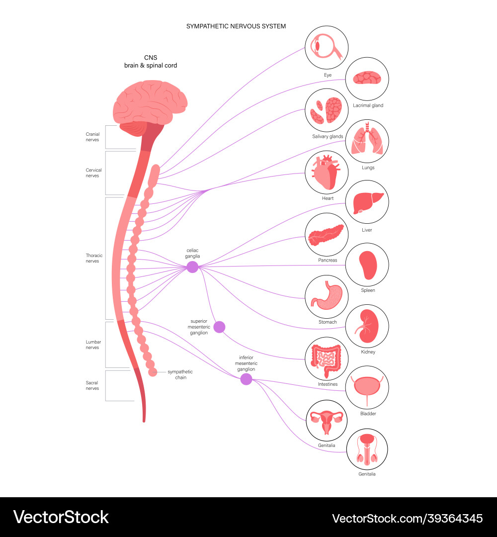 Symphathetic nervous system vector image